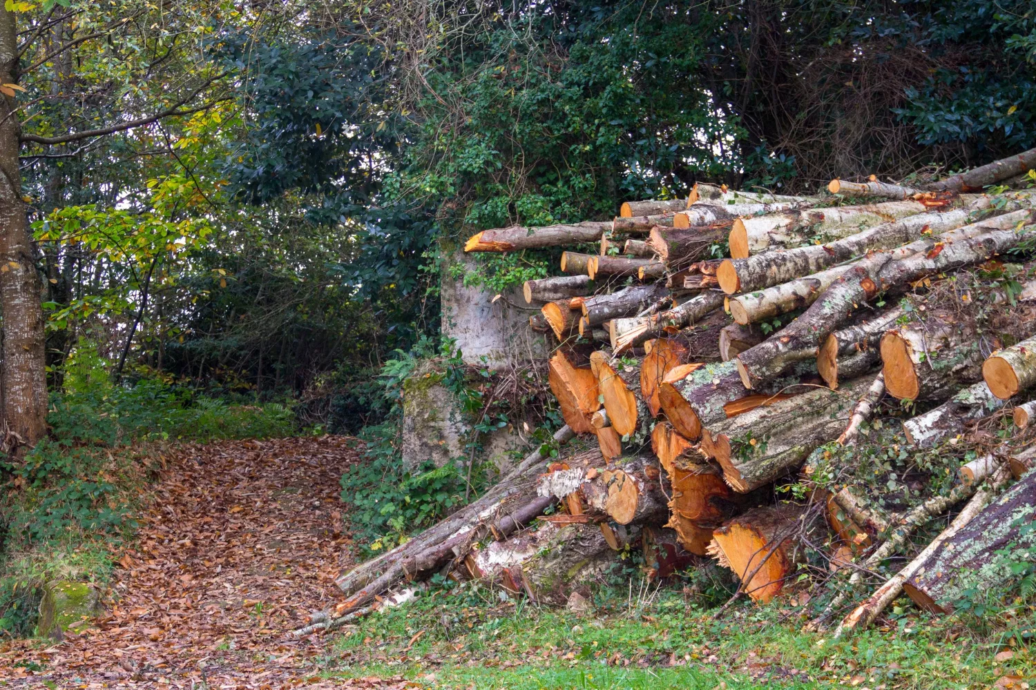 Stack Of Seasoned Firewood In A Rustic Setting.