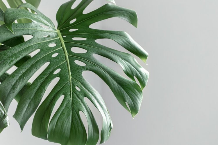 How to Grow and Care for Monstera Albo