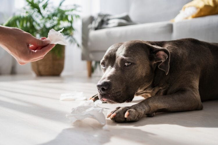 A cozy home setting with a content pet, surrounded by fresh and fragrant air.