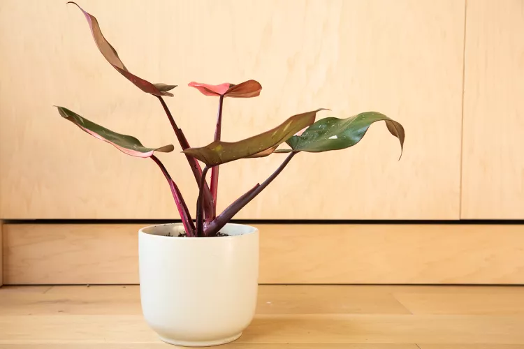 pink princess philodendron care guide 2