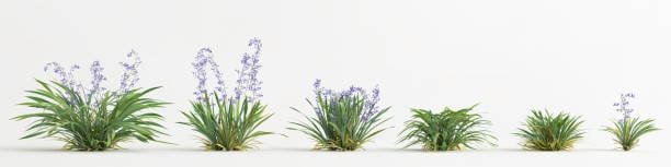 FLAX LILY: THE NUTRITIONAL POWERHOUSE WITH SURPRISING BENEFITS | TOP 10 FACTS 2 Flax Lily
