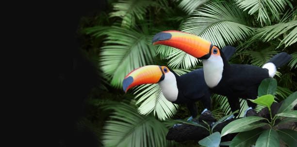 THE COLORFUL WORLD OF TOUCANS: NATURE'S FEATHERED MARVELS 2 Toucans