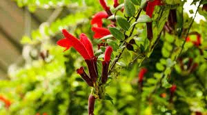 Lipstick Plant