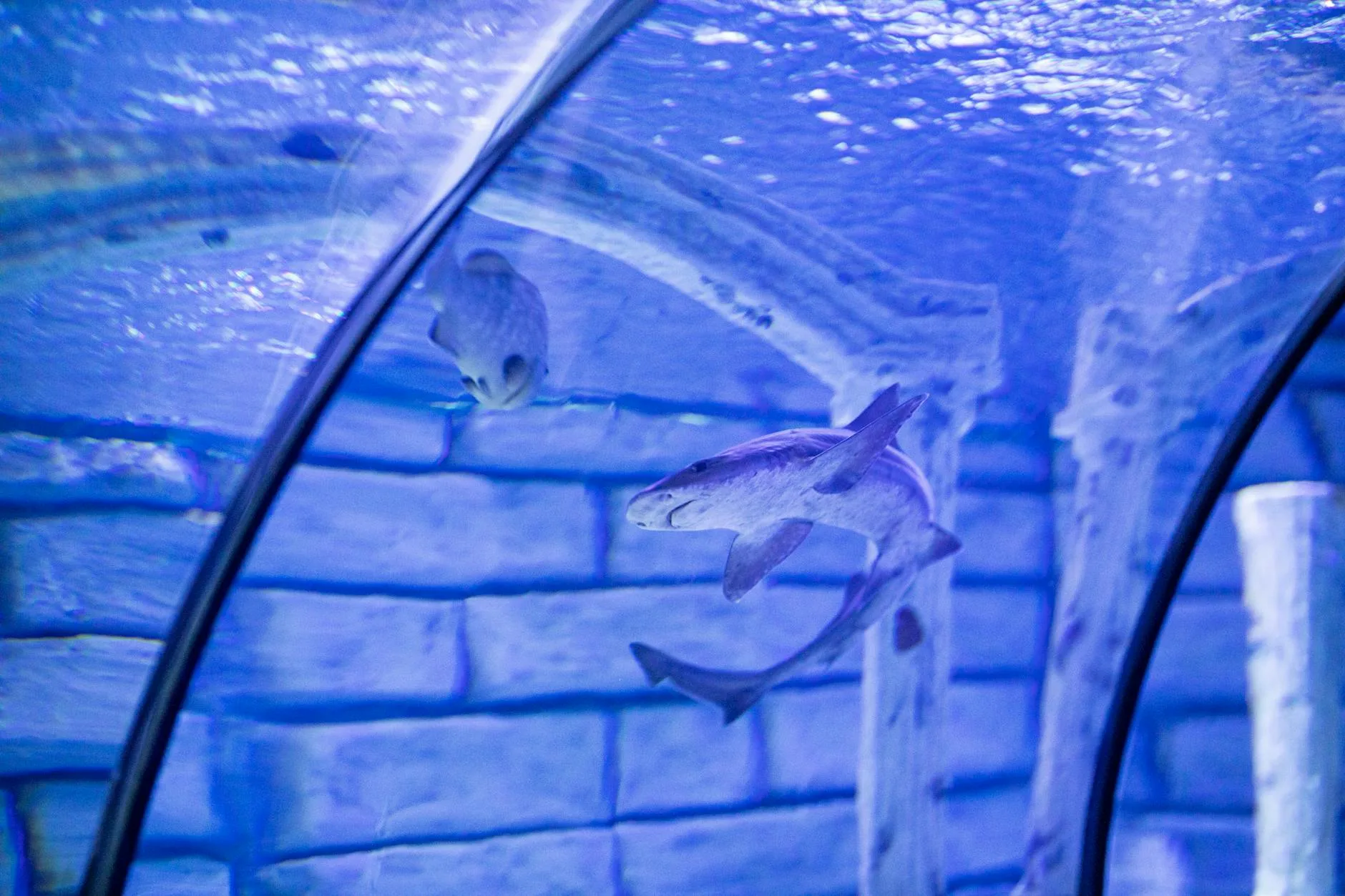 Shark Tank Episodes