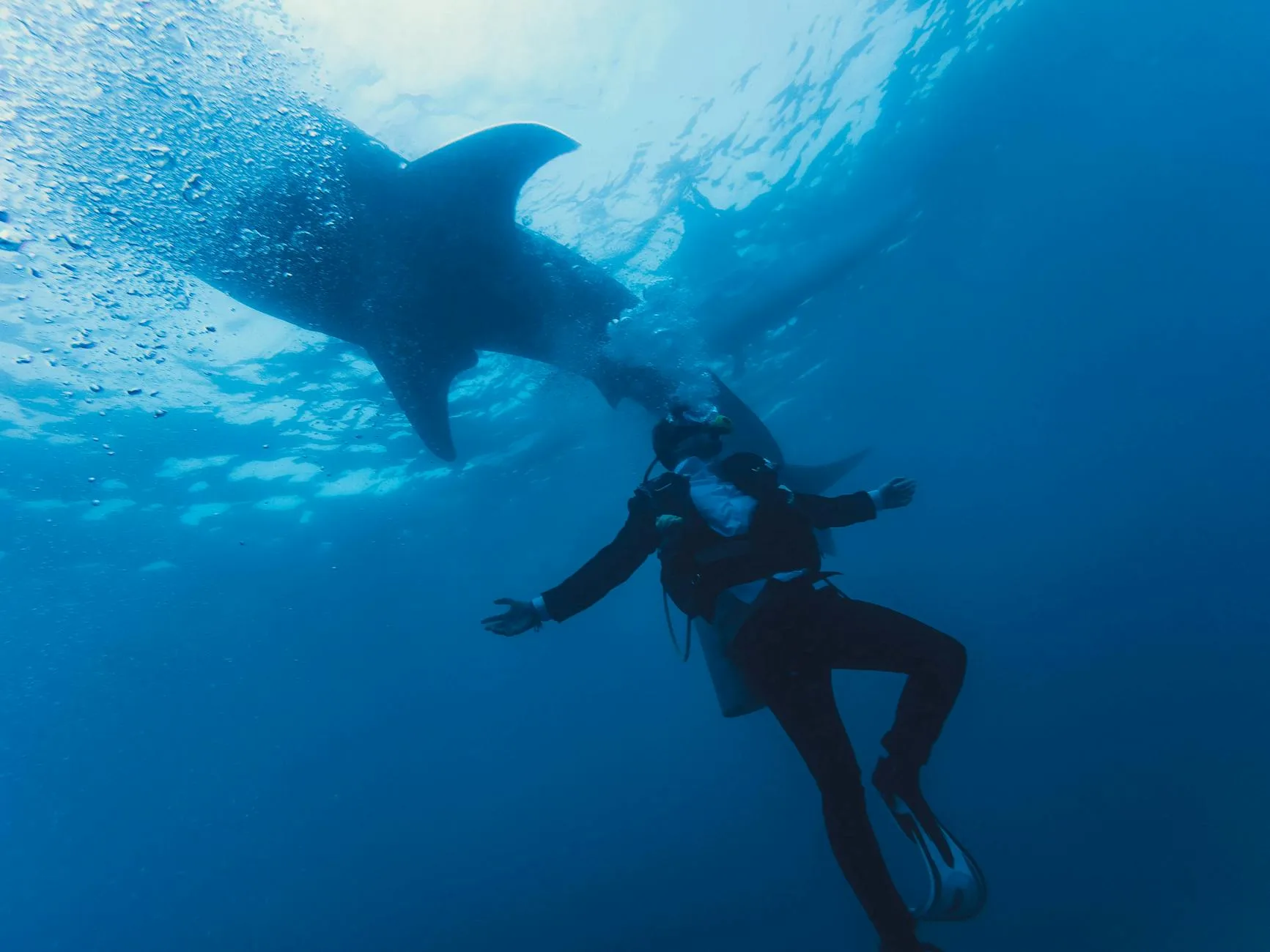 Shark Tank Investors